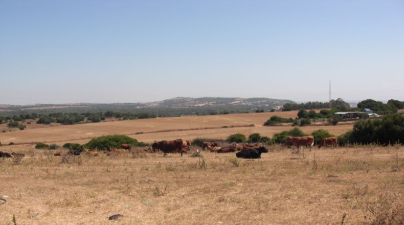 Cádiz - Santa Lucia - 48000m2