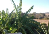 Finca rústica en venda a Vejer de la Frontera ref.: TR61729 foto