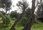 Finca rústica en venda a Vejer de la Frontera ref.: TR104461 foto