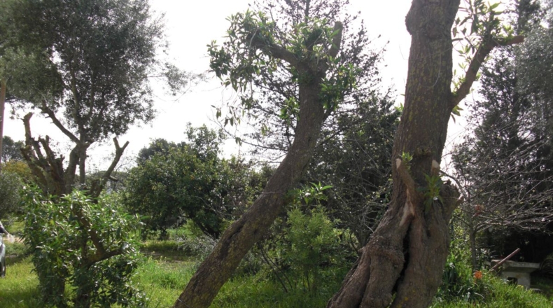 Cádiz - La Muela - 6400m2