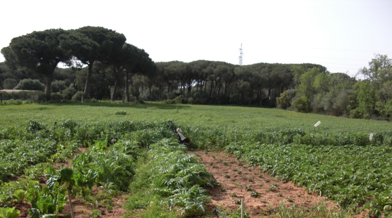 Cádiz - La Muela - 6400m2