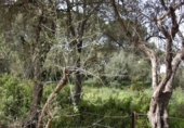 Finca rústica en venda a Vejer de la Frontera ref.: TR104461 foto