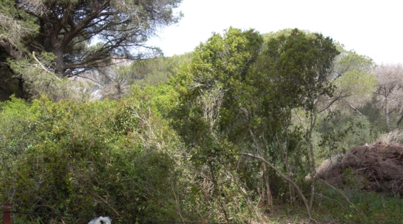 Cádiz - La Muela - 6400m2