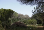 Finca rústica en venda a Vejer de la Frontera ref.: TR104461 foto