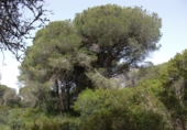Finca rústica en venda a Vejer de la Frontera ref.: TR104461 foto