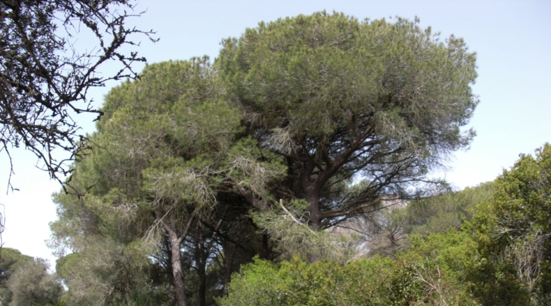 Cádiz - La Muela - 40800m2