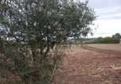 Terreny no urbanitzable en venda a Vejer de la Frontera ref.: TR182886 foto