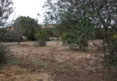 Terreny no urbanitzable en venda a Vejer de la Frontera ref.: TR182886 foto