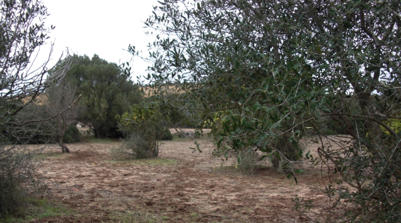 Cádiz - Patría - 17560m2