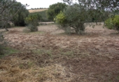 Terreny no urbanitzable en venda a Vejer de la Frontera ref.: TR182886 foto