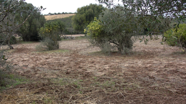 Cádiz - Patría - 17560m2