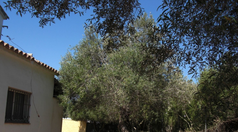 Cadiz - Барбате - 1240m2