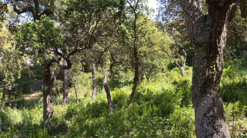 Gerona - Santa Cristina d'Aro - 1700m2