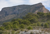 Rural estate for sale in Petrer ref: TR55504 photo