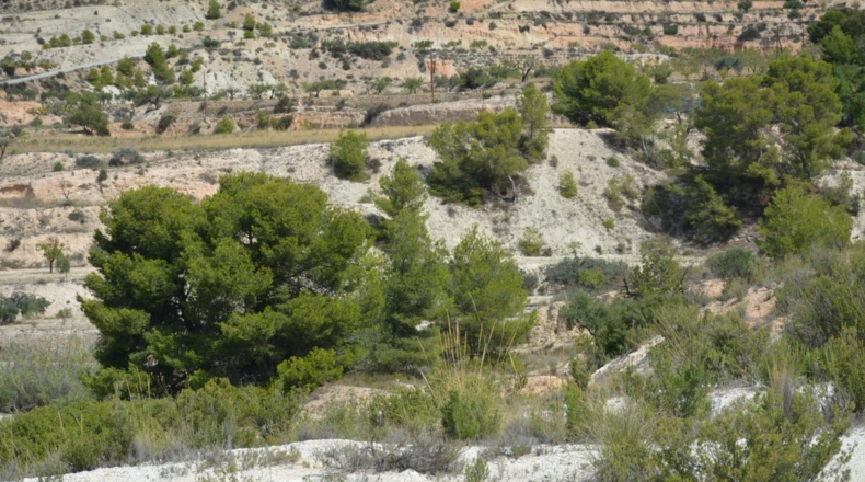 Alicante - Petrer - 27000m2