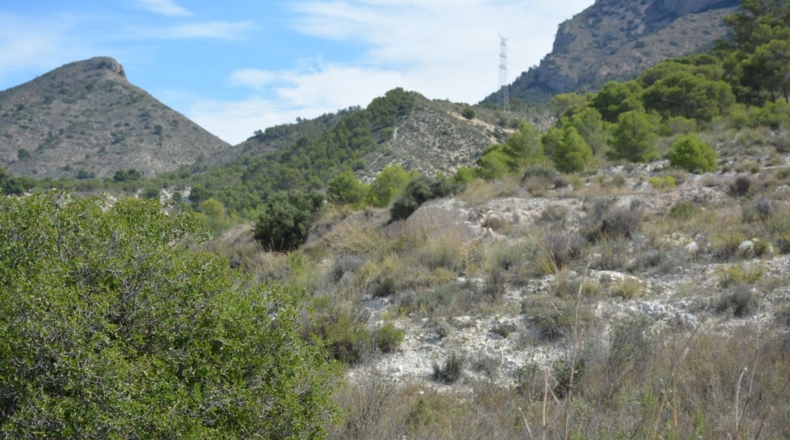 Alicante - Petrer - 27000m2