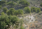 Rural estate for sale in Petrer ref: TR55504 photo