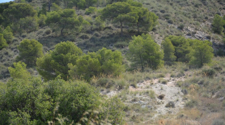 Alicante - Petrer - 27000m2