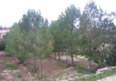 Rural estate for sale in Monóvar ref: TR200101 photo