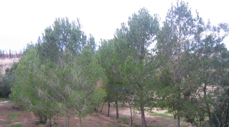 Alicante - Monóvar - 10000m2