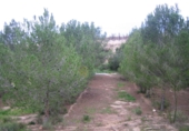 Rural estate for sale in Monóvar ref: TR200101 photo