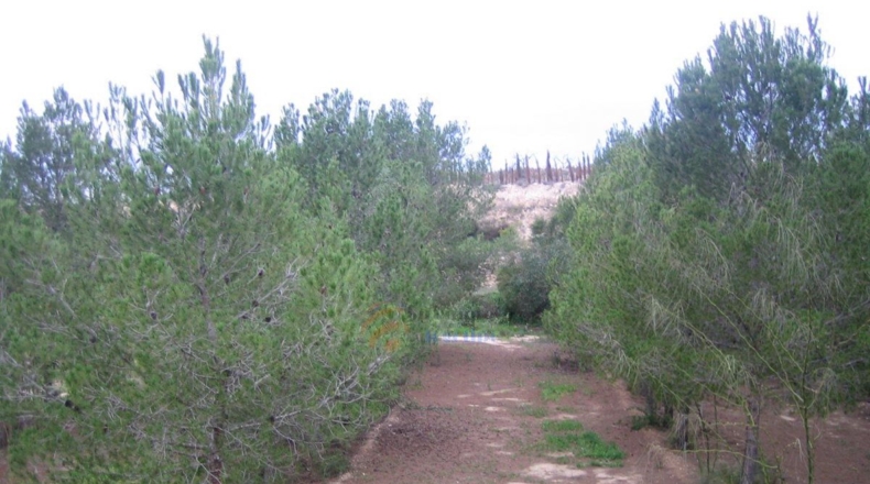 Alicante - Monóvar - 10000m2