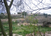 Rural estate for sale in Monóvar ref: TR200101 photo