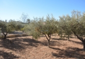 Village house for sale in Elda ref: TR38943 photo