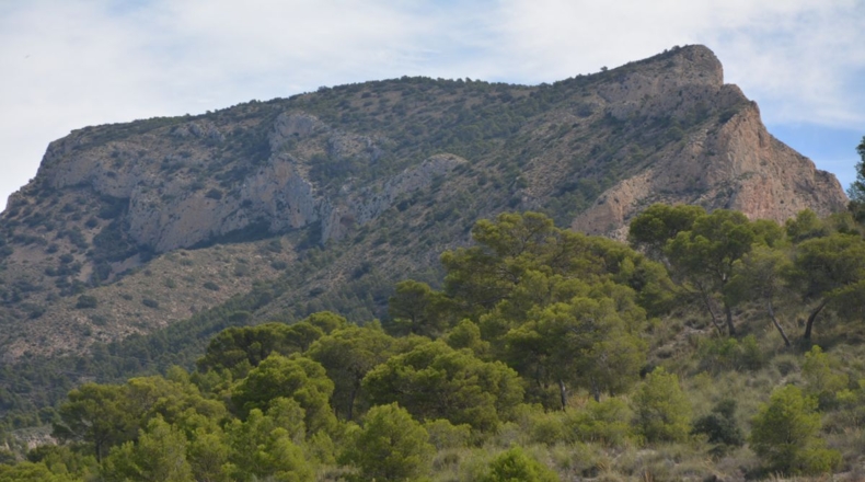 Alicante - Petrer - 27000m2