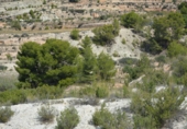 Rural estate for sale in Petrer ref: TR55503 photo