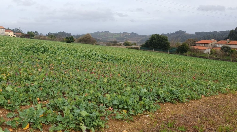 La Coruña - Ameás - 810m2