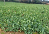 Urban land for sale in Ar ref: TR65767 photo
