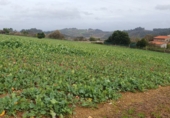 Urban land for sale in Ar ref: TR65767 photo