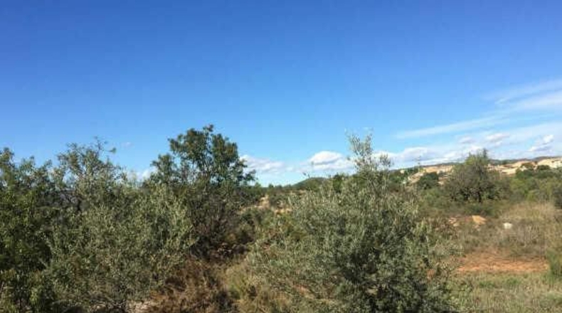 Castellón - San Juan de Moró - 10208m2