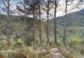Rural estate for sale in Alcudia de Veo ref: TR287078 photo