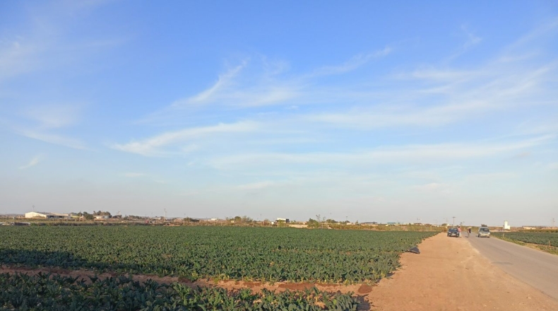 Murcia - Torre-Pacheco - 12109m2