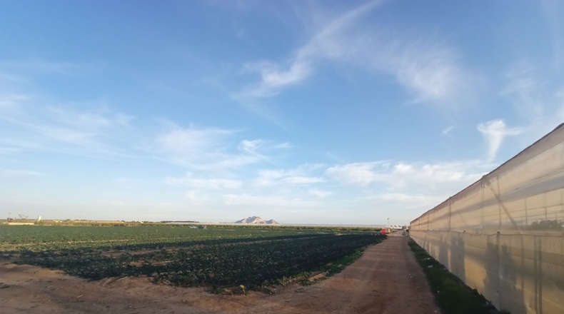 Murcia - Torre-Pacheco - 12109m2