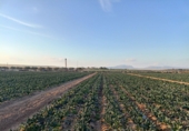 Земля на продажу у города Torre-Pacheco Фото
