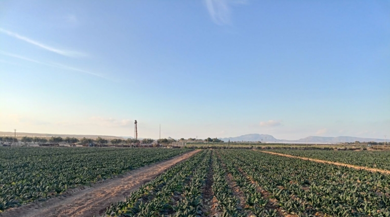 Murcia - Torre-Pacheco - 12109m2