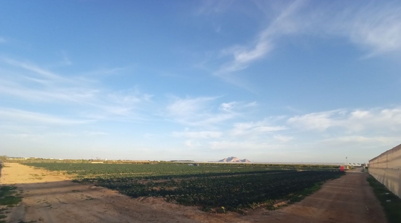Murcia - Torre-Pacheco - 12109m2