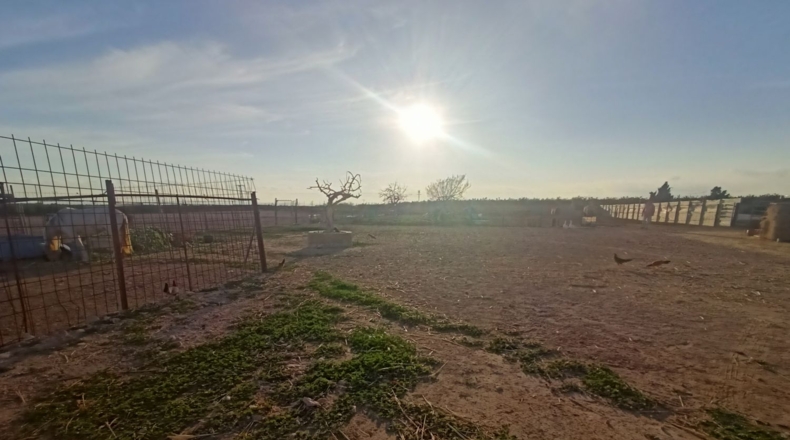 Murcia - Torre-Pacheco - 15052m2