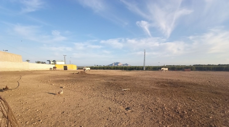 Murcia - Torre-Pacheco - 15052m2