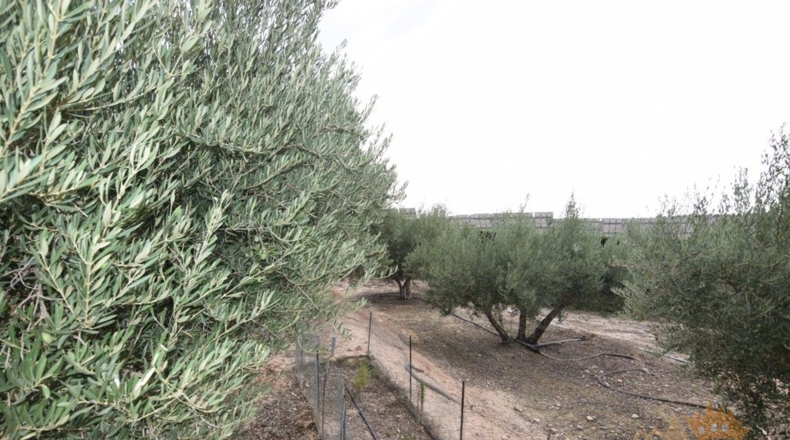 Murcia - Molina de Segura - 3020m2