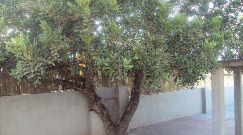Murcia - Molina de Segura - 1200m2