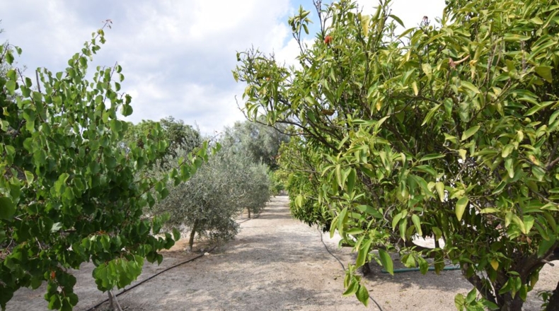 Murcia - Molina de Segura - 1680m2