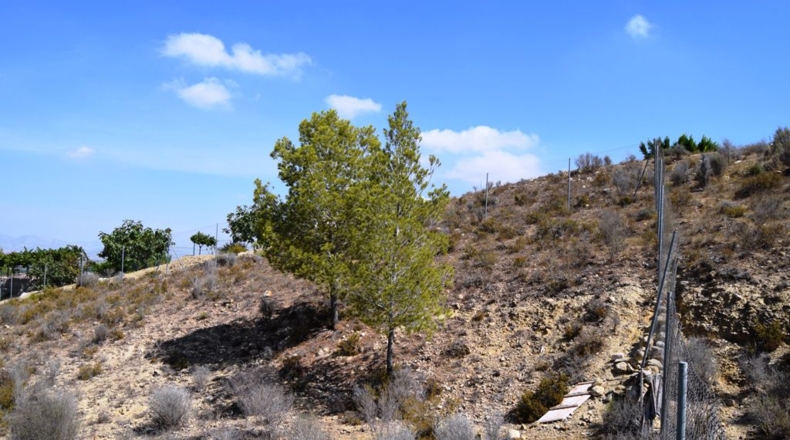 Murcia - Molina de Segura - 1063m2