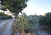 Rural estate for sale in Fortuna ref: TR188332 photo
