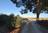 Rural estate for sale in Fortuna ref: TR188332 photo