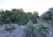 Rural estate for sale in Fortuna ref: TR188332 photo