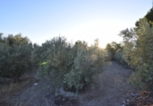 Rural estate for sale in Fortuna ref: TR188332 photo